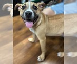Small Photo #13 Bulldog-Unknown Mix Puppy For Sale in Germantown, OH, USA