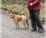 Small #6 Mutt