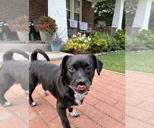 Medium Photo #1 Pug-Unknown Mix Puppy For Sale in Springdale, PA, USA
