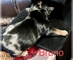 Image preview for Ad Listing. Nickname: Bruno