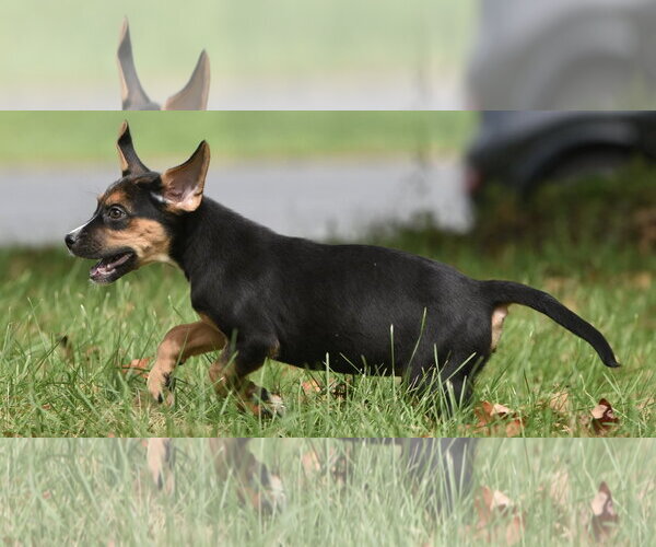 Medium Photo #6 Australian Shepherd-Beagle Mix Puppy For Sale in Mechanicsburg, PA, USA