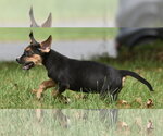 Small Photo #6 Australian Shepherd-Beagle Mix Puppy For Sale in Mechanicsburg, PA, USA