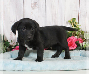 Medium Labrador Retriever Mix