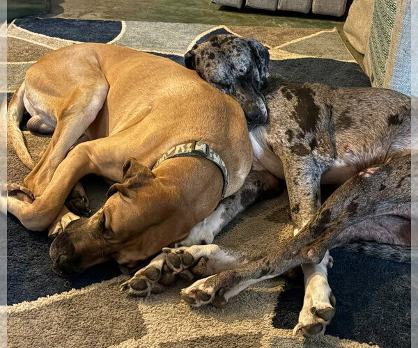 Medium Photo #10 Great Dane Puppy For Sale in Bullard, TX, USA