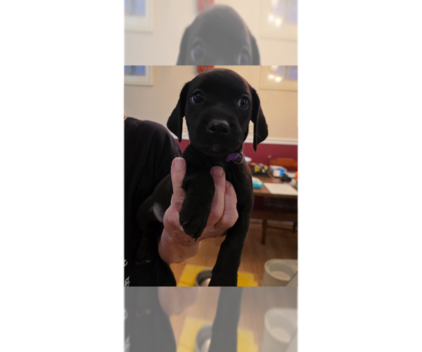 Medium Photo #1 Doxle Puppy For Sale in Aurora, IN, USA