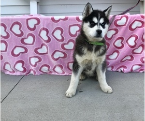 Siberian Husky Puppy for sale in MILLERSBURG, IN, USA