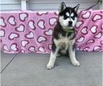 Small Photo #1 Siberian Husky Puppy For Sale in MILLERSBURG, IN, USA