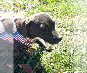 Mutt Dogs for adoption in Hinton, WV, USA
