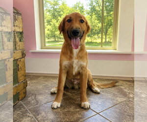 Trevor  Lonestar - Male English Shepherd-Unknown Mix Dog for Adoption - Photo #2