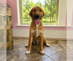Small #1 English Shepherd Mix