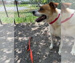 Small #1 Bulldog Mix