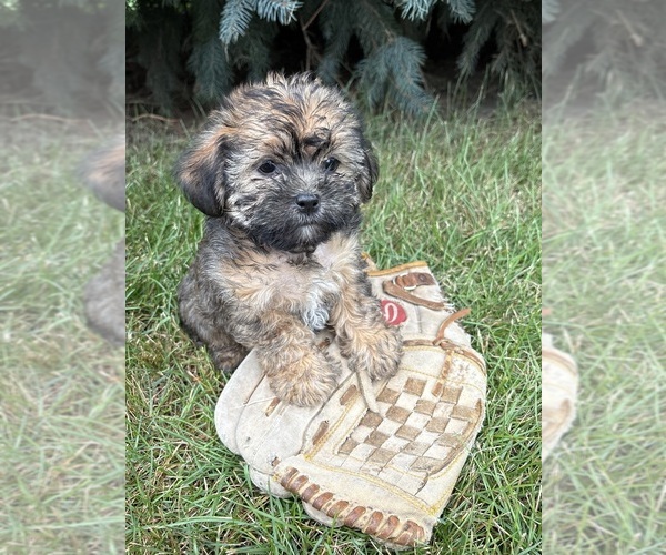 Medium Photo #2 Shorkie Tzu Puppy For Sale in MIDDLEBURY, IN, USA