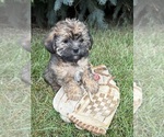 Small #1 Shorkie Tzu