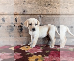 Labrador Retriever Puppy for Sale in VERMONTVILLE, Michigan USA