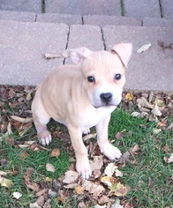 American Pit Bull Terrier Puppy for sale in READING, PA, USA