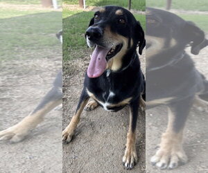 Timothy - Male German Shepherd Dog Dog for Adoption - Photo #4