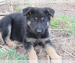 German Shepherd Dog Puppy for sale in COLUMBUS, NE, USA