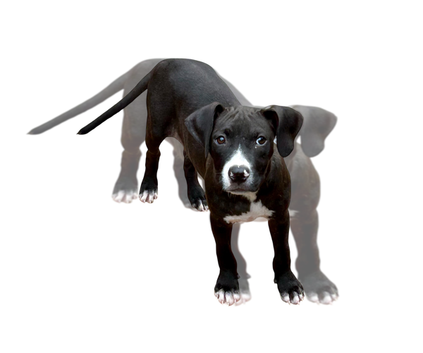 Medium Photo #1 Bulldog-Unknown Mix Puppy For Sale in Wetumpka, AL, USA
