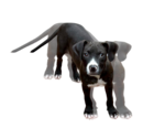 Small Bulldog Mix