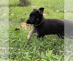 Small Photo #30 German Shepherd Dog Puppy For Sale in WEST POINT, VA, USA