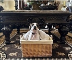Small Photo #2 Boxer Puppy For Sale in MURRIETA, CA, USA