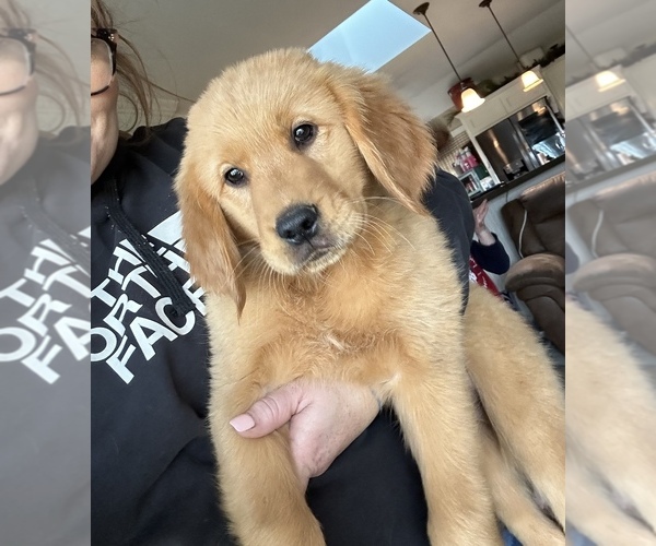 Medium Photo #2 Golden Retriever Puppy For Sale in DENTON, TX, USA