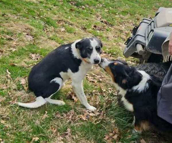 Medium Photo #1 Border Collie-English Shepherd Mix Puppy For Sale in CARROLLTON, OH, USA
