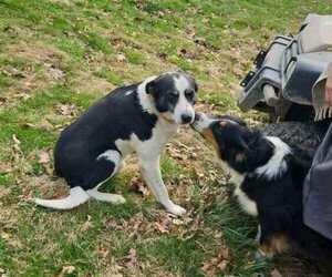 Border Collie-English Shepherd Mix Puppy for Sale in CARROLLTON, Ohio USA