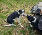 Small Border Collie-English Shepherd Mix