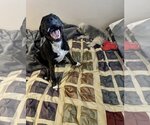 Small #6 American Pit Bull Terrier Mix
