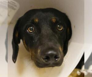 Dachshund-Unknown Mix Dogs for adoption in San Antonio, TX, USA