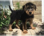 Small Photo #10 Airedale Terrier Puppy For Sale in MC BAIN, MI, USA