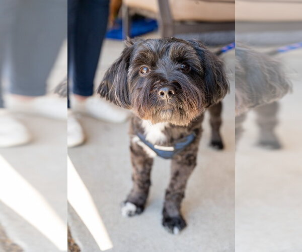 Medium Photo #6 Shih Tzu-Unknown Mix Puppy For Sale in Mundelein, IL, USA