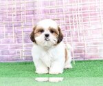 Small #2 Shih Tzu