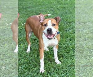 American Pit Bull Terrier-Unknown Mix Dogs for adoption in Spring Lake, NJ, USA
