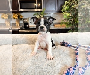 Boston Terrier Puppy for sale in GREENWOOD, IN, USA
