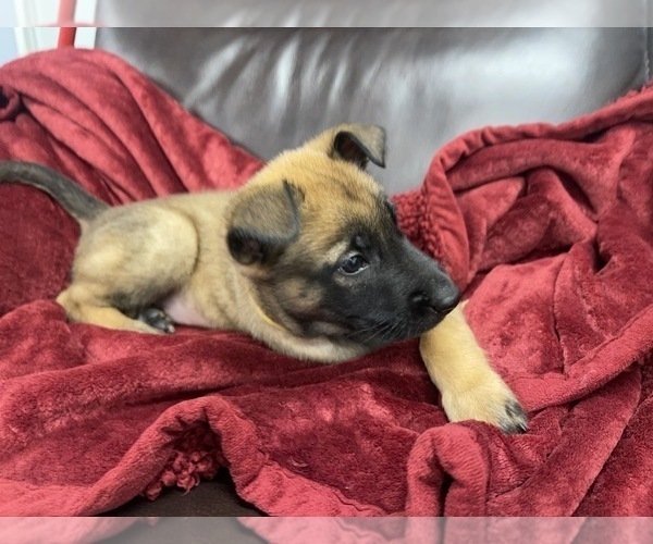 Medium Photo #130 Belgian Malinois Puppy For Sale in REESEVILLE, WI, USA