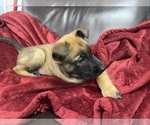 Small Photo #130 Belgian Malinois Puppy For Sale in REESEVILLE, WI, USA