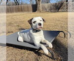 Small #2 Saint Bernard-Staffordshire Bull Terrier Mix
