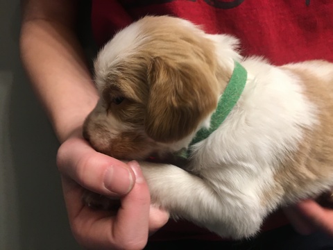 Medium Photo #8 Brittany Puppy For Sale in MAYVILLE, MI, USA