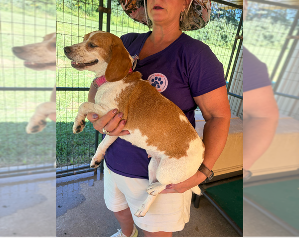 Medium Photo #3 Beagle-Unknown Mix Puppy For Sale in Rockaway, NJ, USA