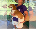 Small #2 Beagle Mix