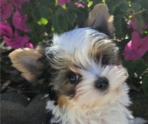 Biewer Terrier Puppy for sale in SARASOTA, FL, USA