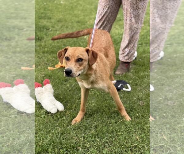 Medium Photo #6 Catahoula Leopard Dog-Labrador Retriever Mix Puppy For Sale in Yardley, PA, USA
