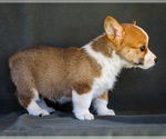 Small Photo #32 Pembroke Welsh Corgi Puppy For Sale in WAKARUSA, IN, USA