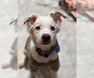 American Pit Bull Terrier-Australian Shepherd Mix Dogs for adoption in New London, WI, USA