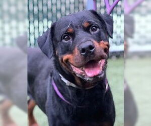 Rottweiler Dogs for adoption in Hillsboro, NH, USA