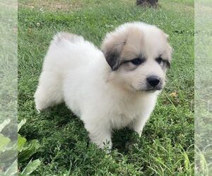 Great Pyrenees Puppy for sale in BRIGHTON, IA, USA