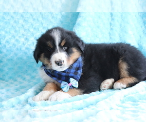 Bearded Collie-Bernese Mountain Dog Mix Puppy for sale in SHILOH, OH, USA