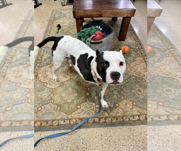 Medium Photo #5 American Pit Bull Terrier-Unknown Mix Puppy For Sale in Lockport, NY, USA